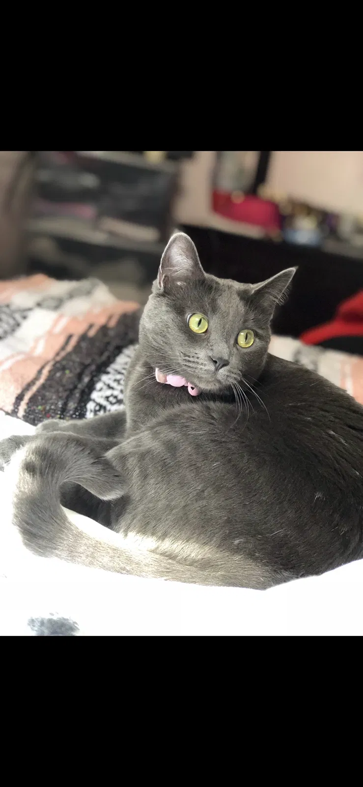 Lost cat in Wichita, KS, 67211