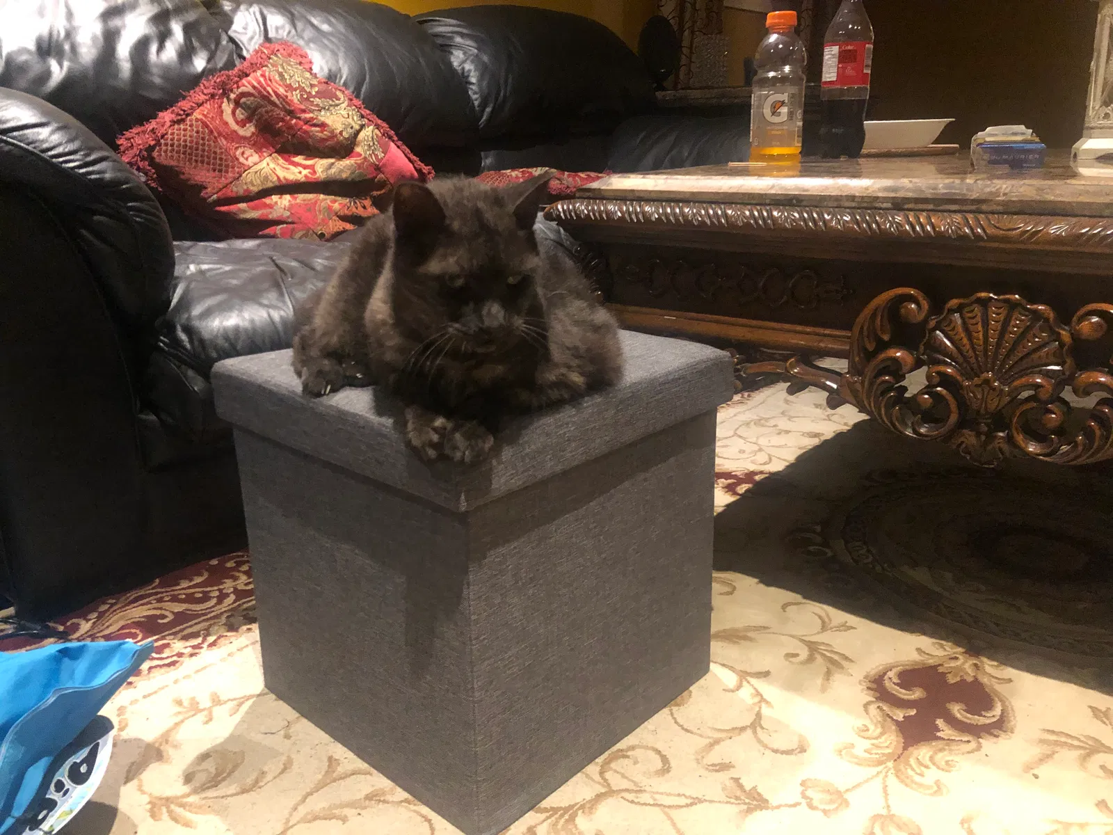 Lost cat in Unknown, CA, 0