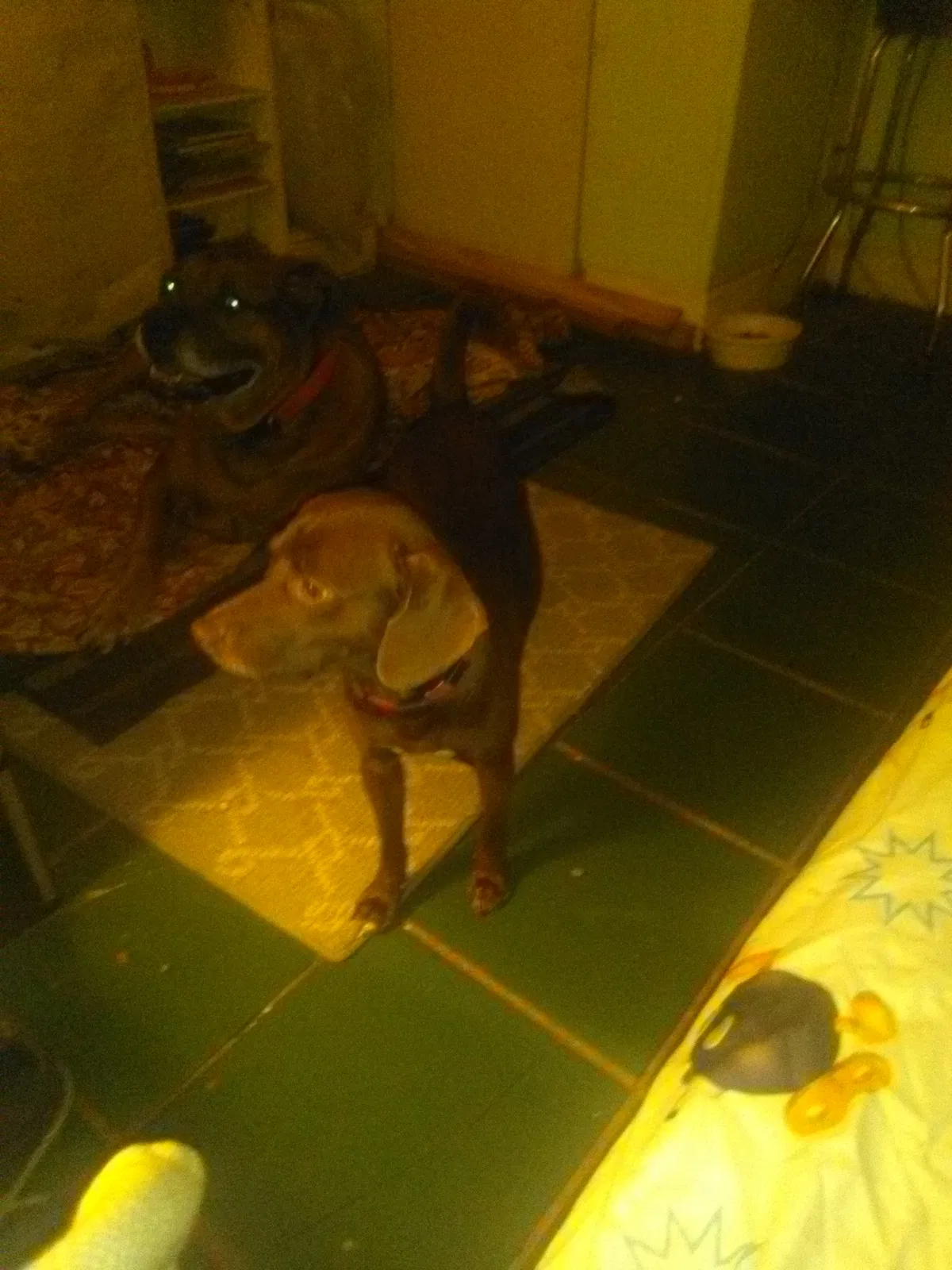 Lost dog in La Fayette, GA, 30728