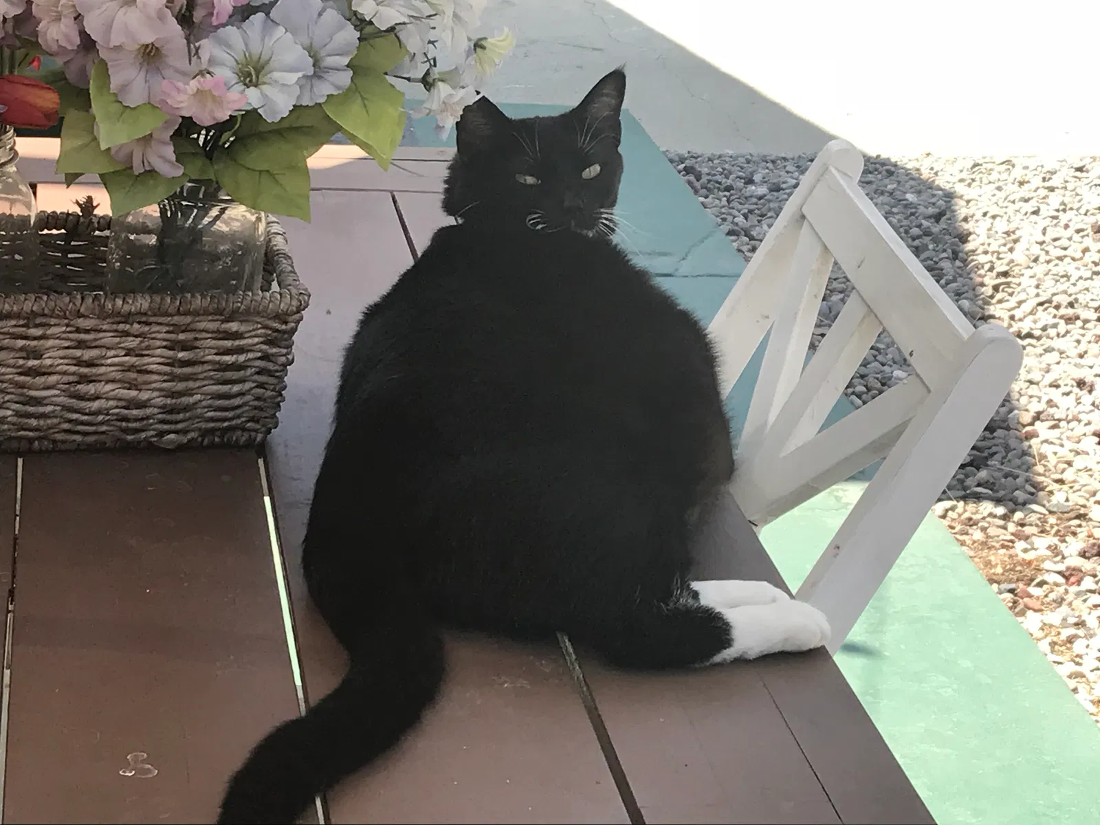 Lost cat in Los Angeles, CA, 90032