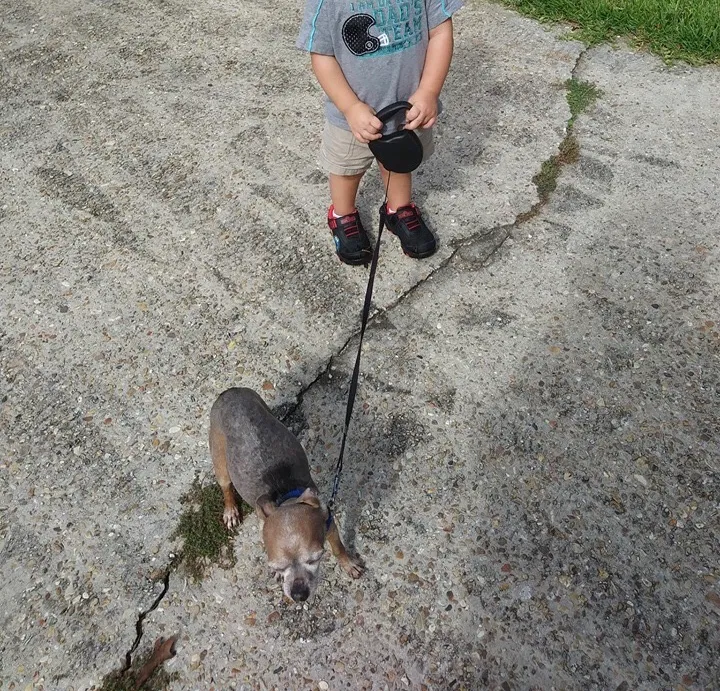 Lost dog in Sunset, LA, 70584