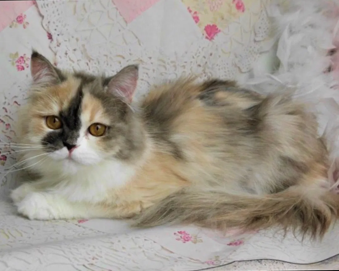 Lost cat in Addison, IL, 60101