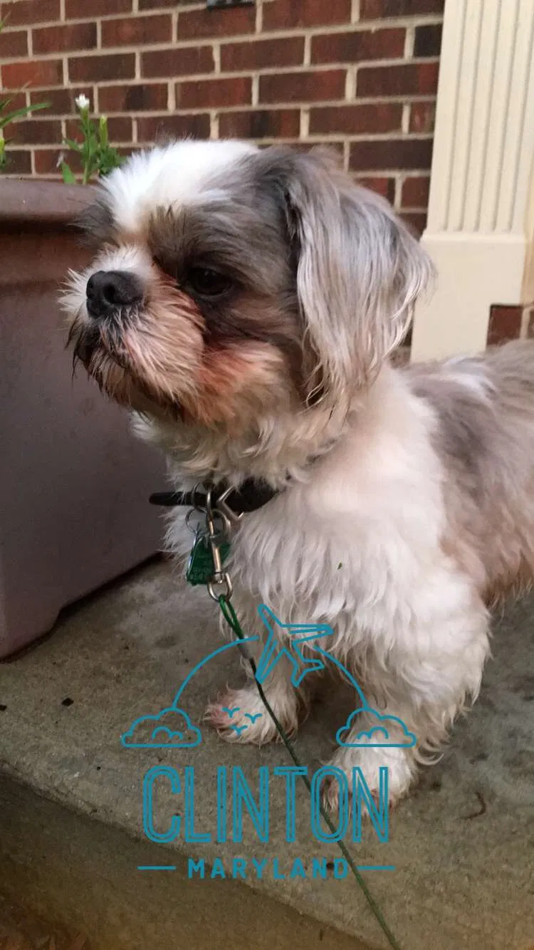 Lost dog in Clinton, MD, 20735