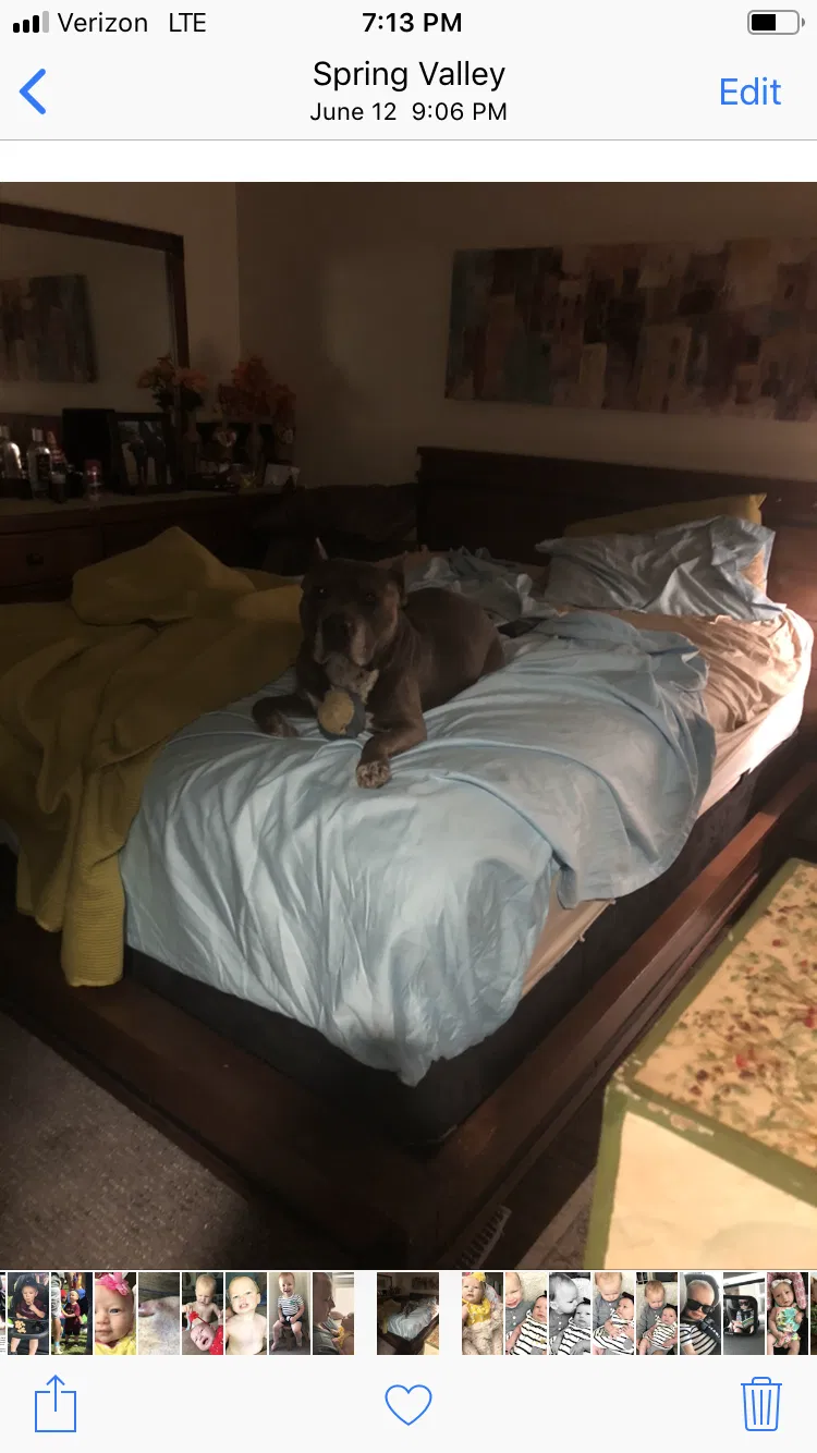 Lost dog in Jamul, CA, 91935