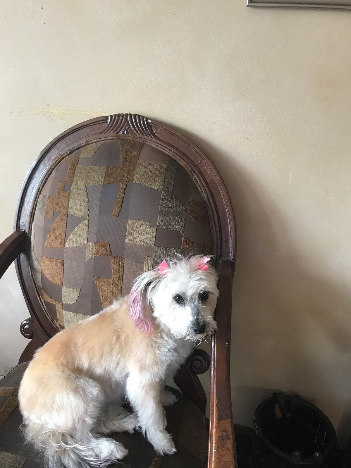 Lost dog in Chicago, IL, 60620