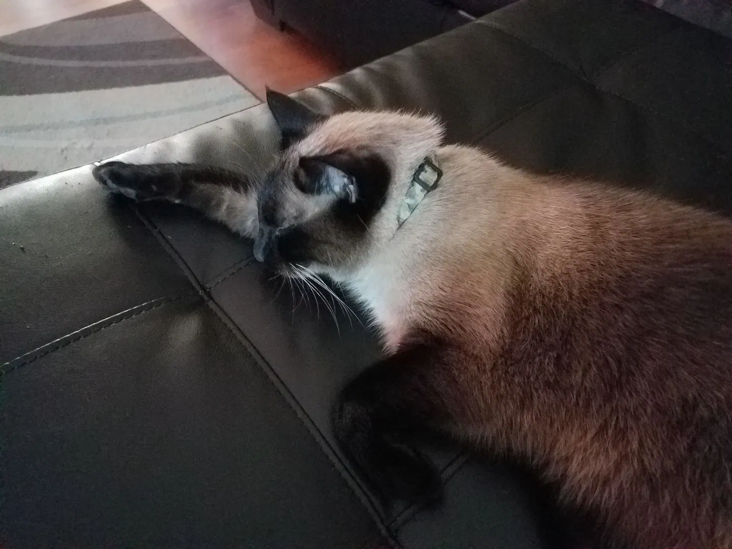 Lost cat in Carrollton, GA, 30116