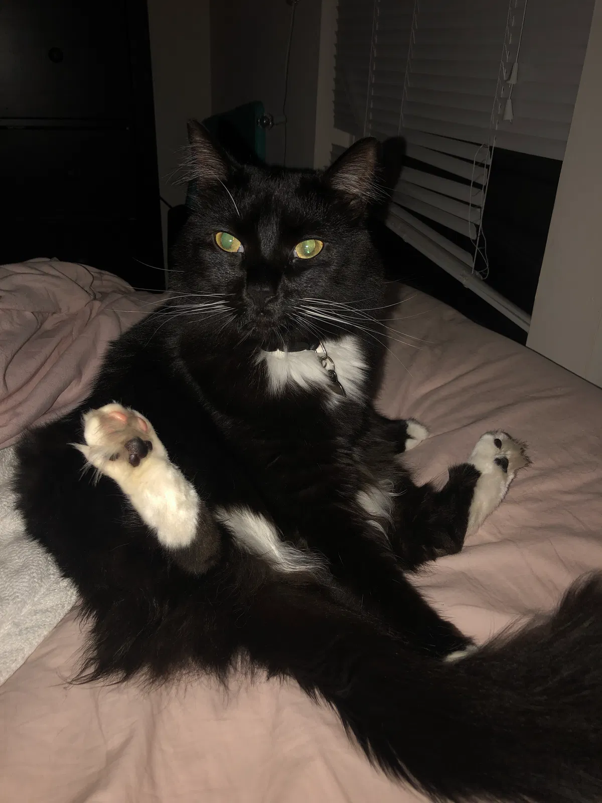 Lost cat in Wilmington, NC, 28403
