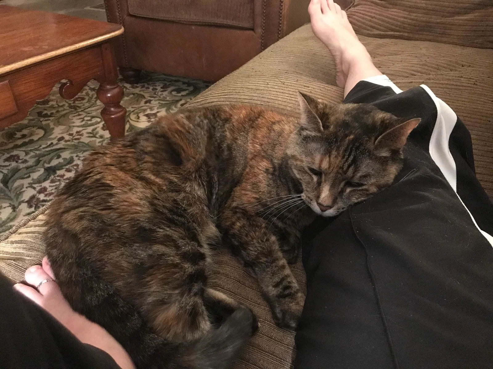 Lost cat in Round Rock, TX, 78681