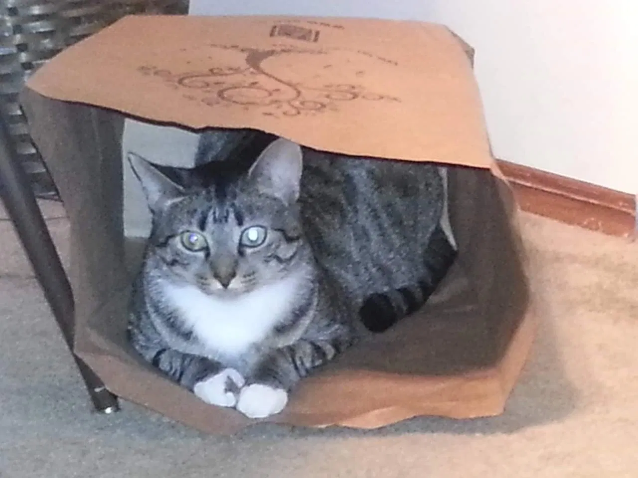 Lost cat in Brunswick, OH, 44212