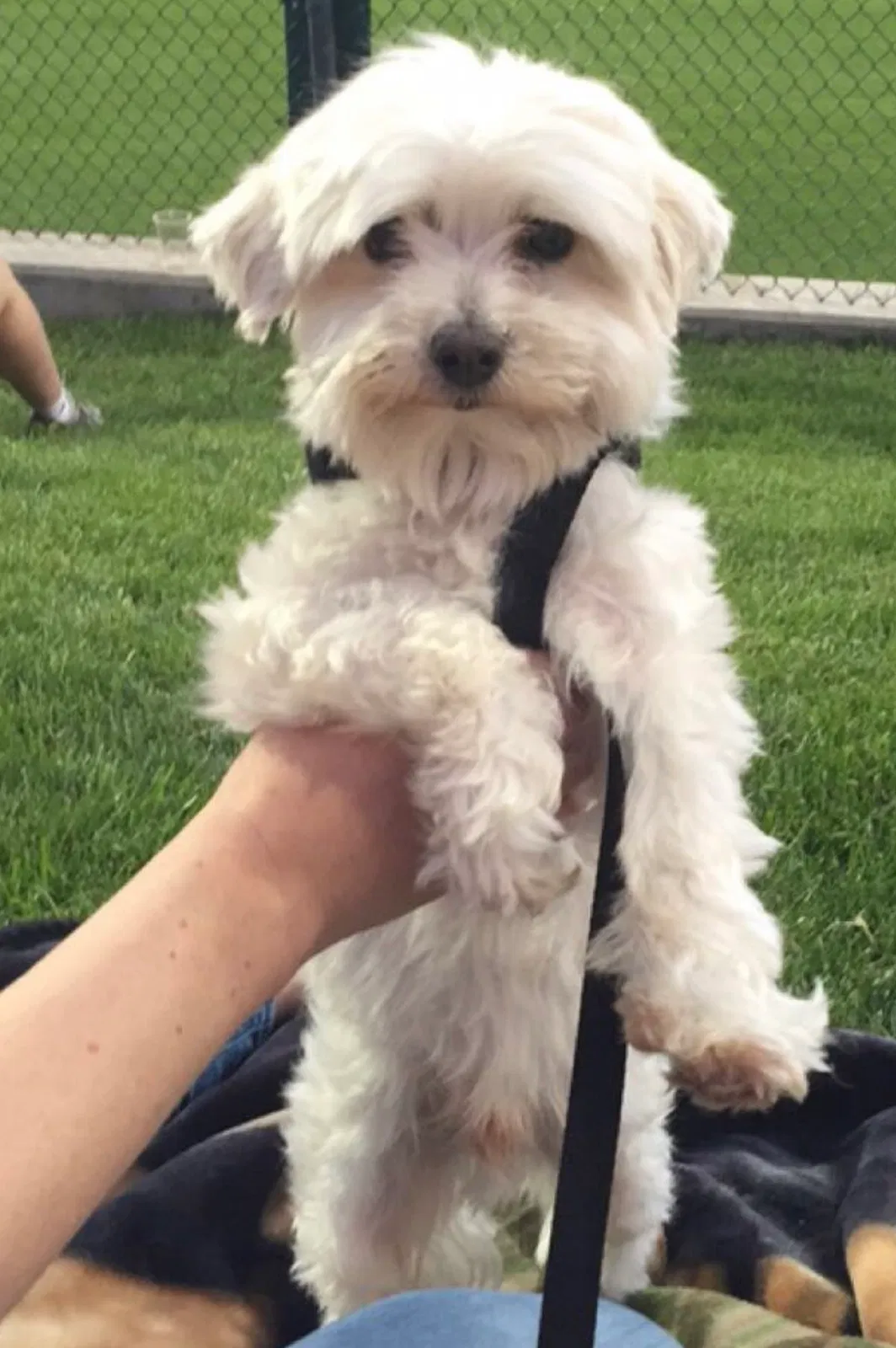 Lost dog in Albuquerque, NM, 87106