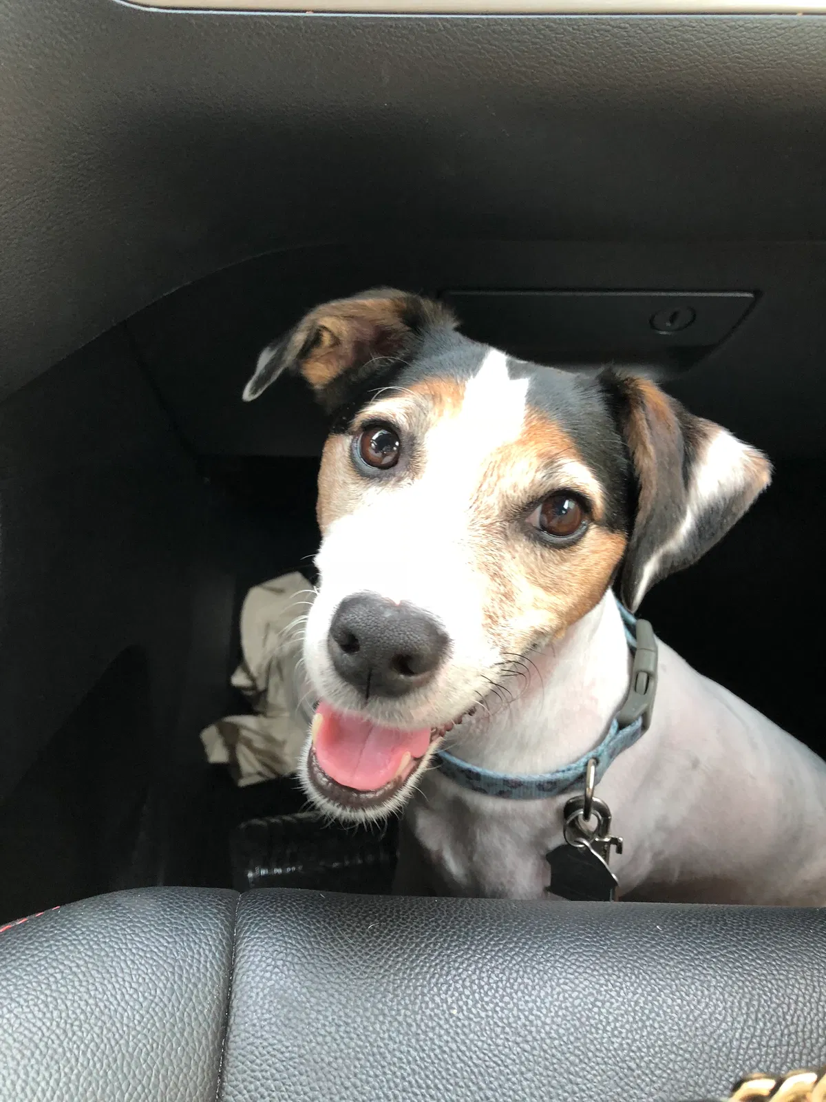 Lost dog in Saint Petersburg, FL, 33710