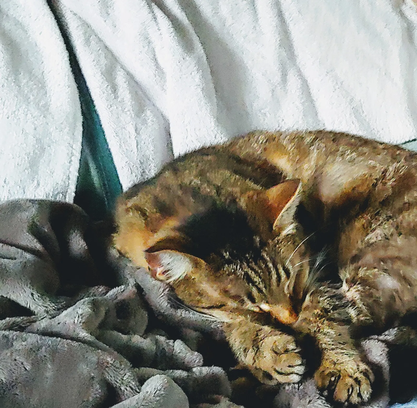 Lost cat in Penfield, NY, 14526
