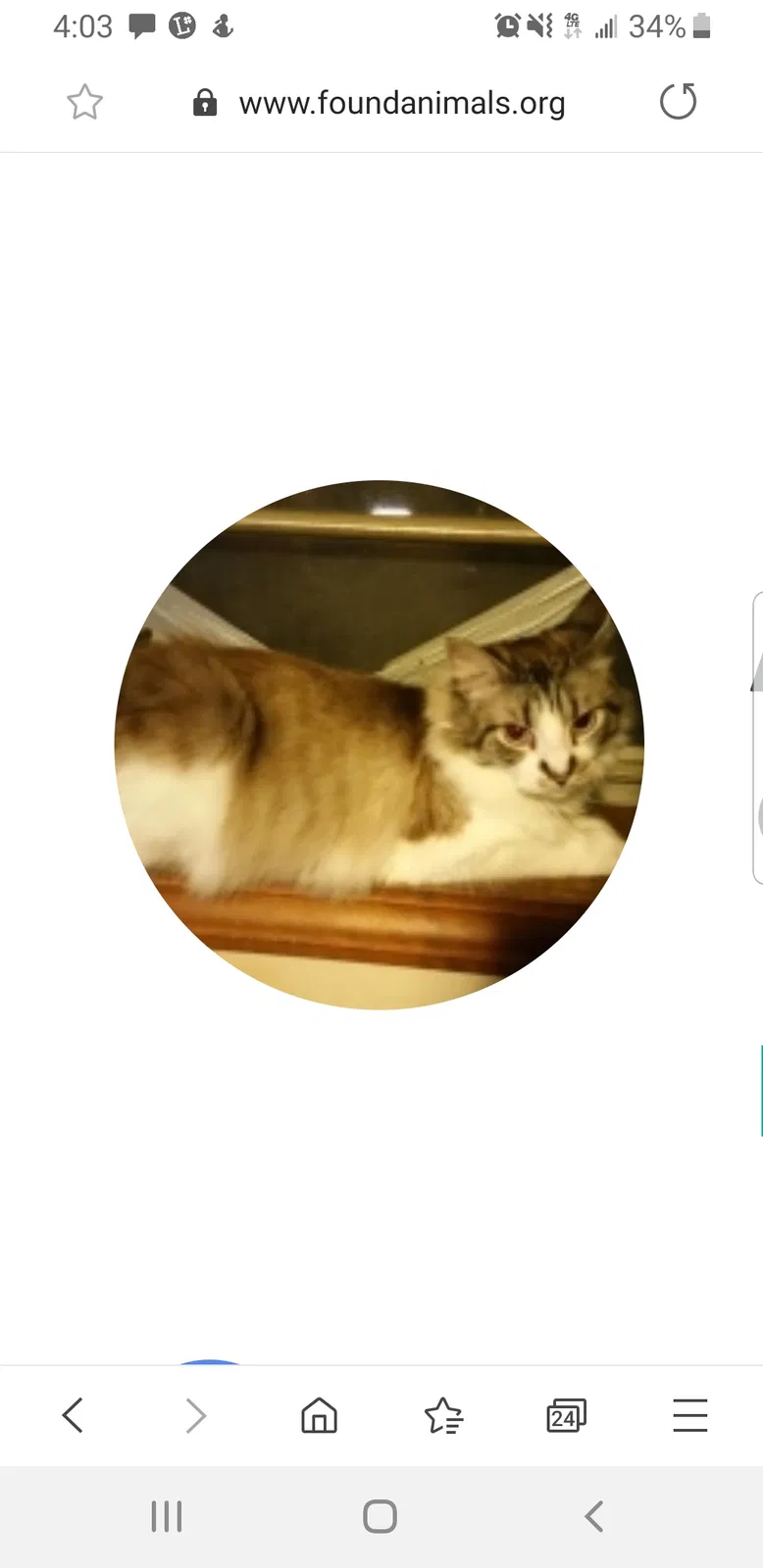 Lost cat in Kansas City, MO, 64118