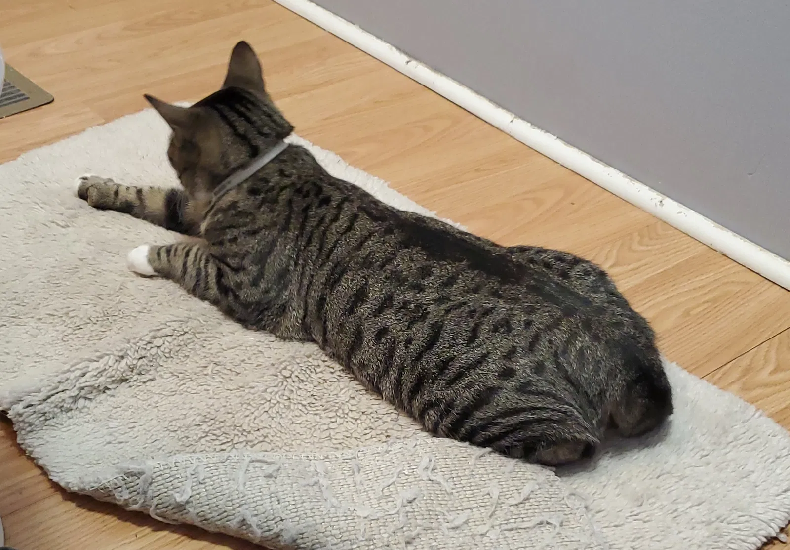 Lost cat in Richmond, KY, 40475