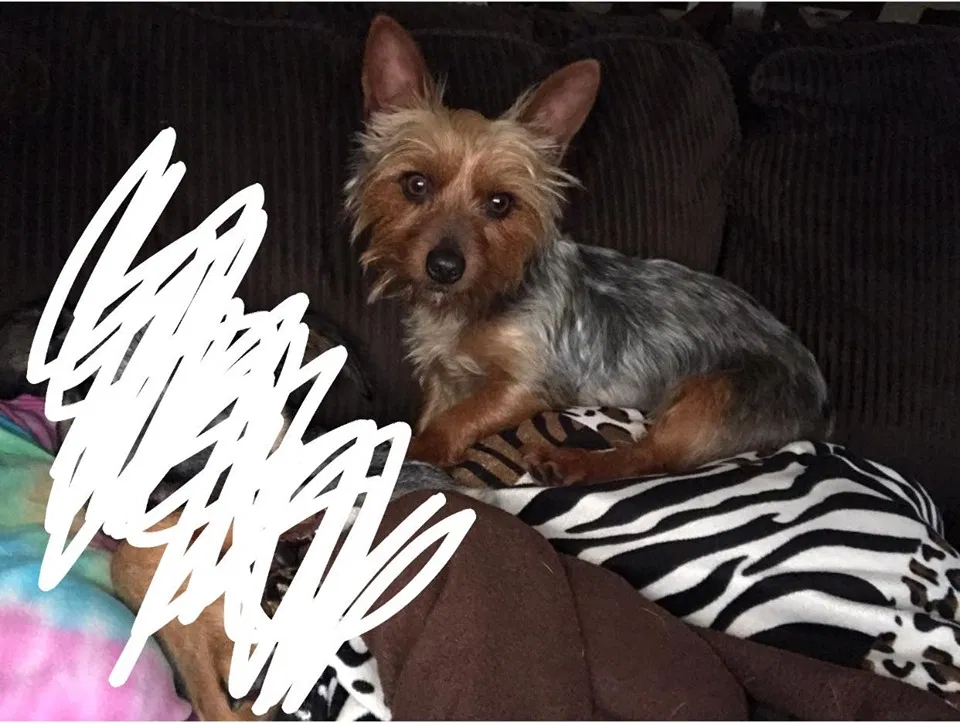 Lost dog in Batesville, IN, 47006