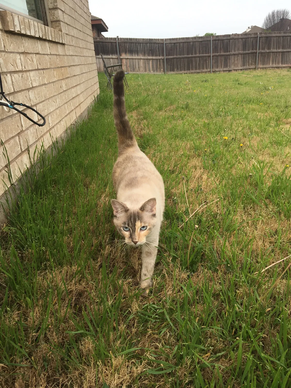 Lost cat in Abilene, TX, 79602