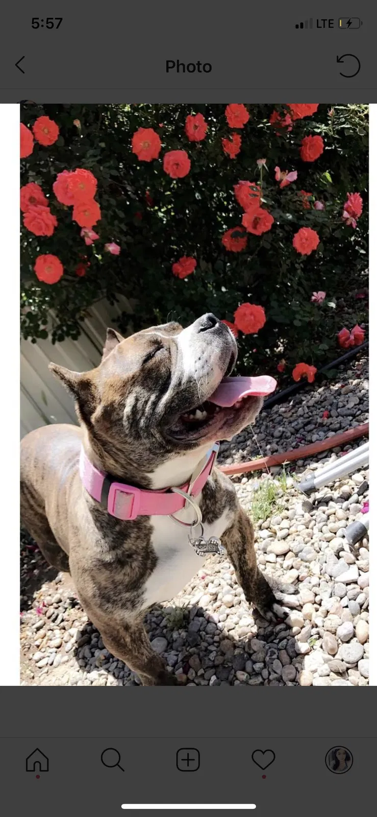 Lost dog in Albuquerque, NM, 87120
