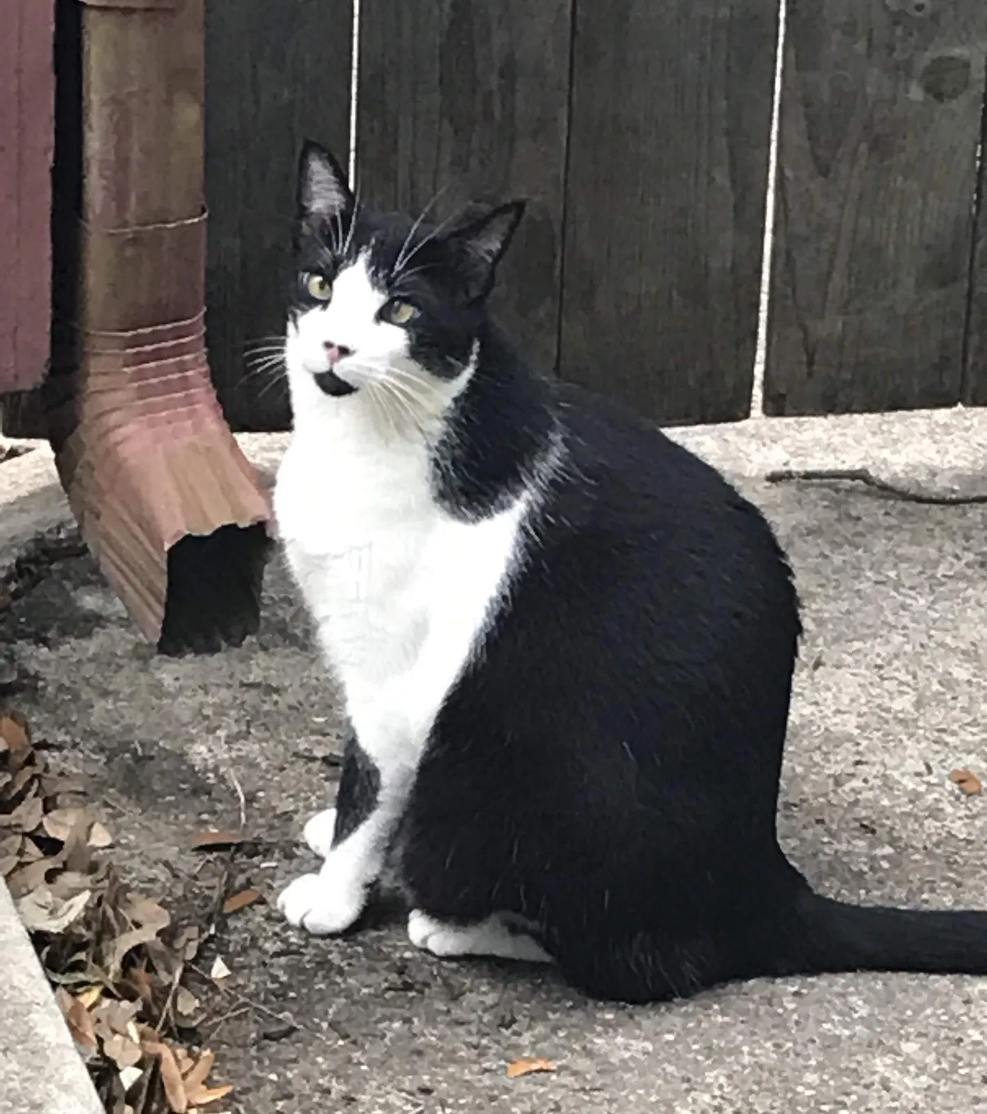 Lost cat in Friendswood, TX, 77546