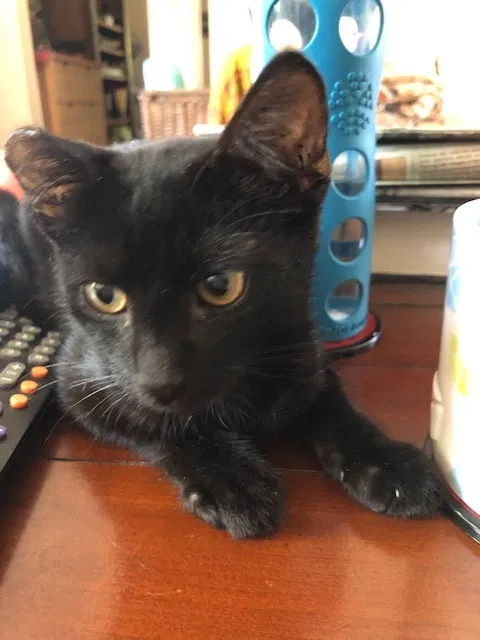 Found cat in West Covina, CA, 91792