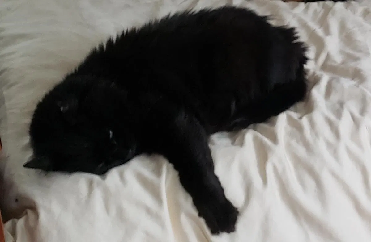 Lost cat in Somerville, NJ, 8876