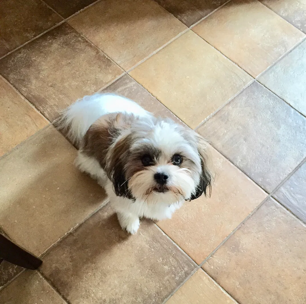 Lost dog in Chula Vista, CA, 91911