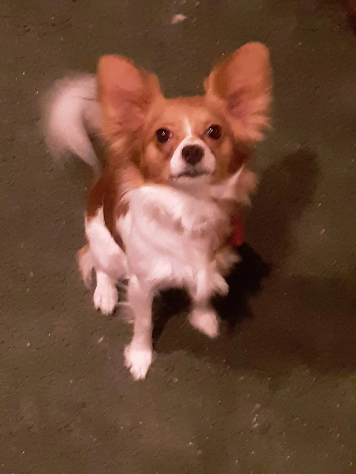 Lost dog in Erie, PA, 16504