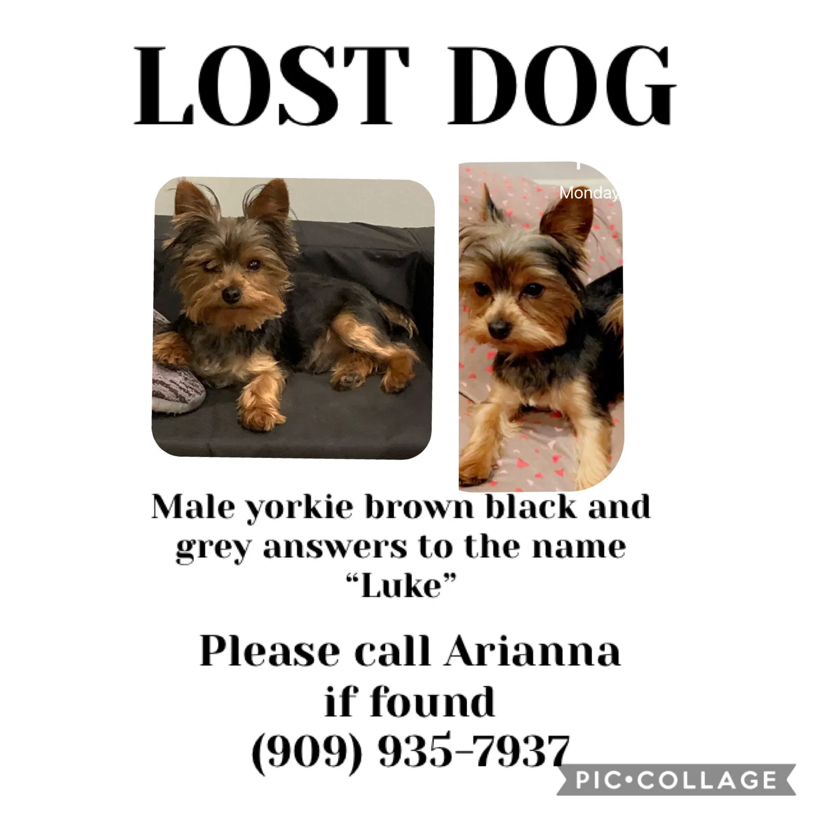 Lost dog in Duarte, CA, 91010