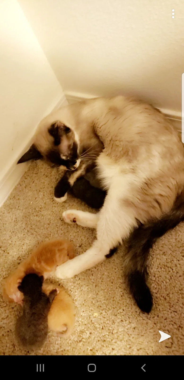 Lost cat in Albuquerque, NM, 87114