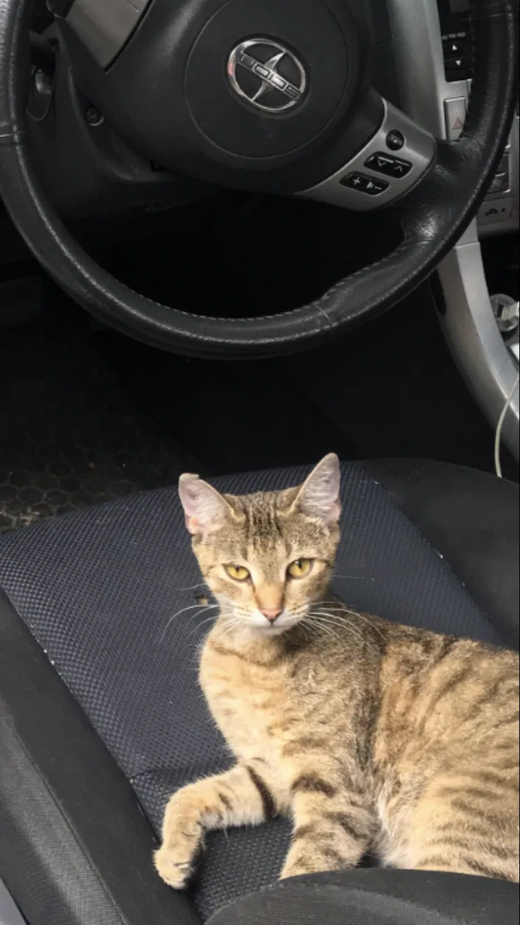 Lost cat in Glassboro, NJ, 8028