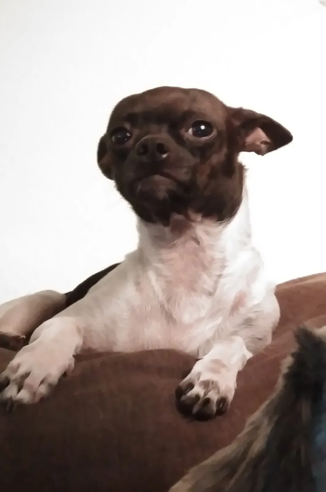 Lost dog in Wichita, KS, 67203