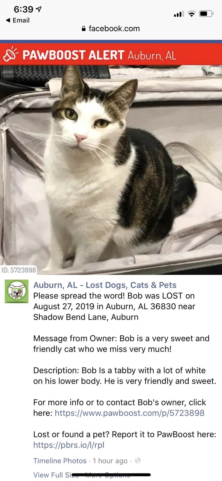Lost cat in Auburn, AL, 36830