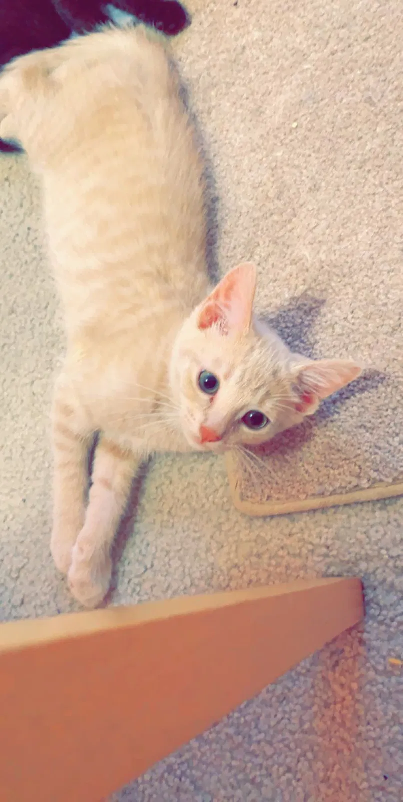 Lost cat in Portage, IN, 46368