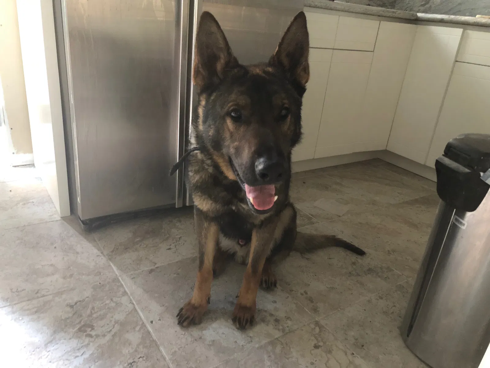 Lost dog in Lynwood, CA, 90262