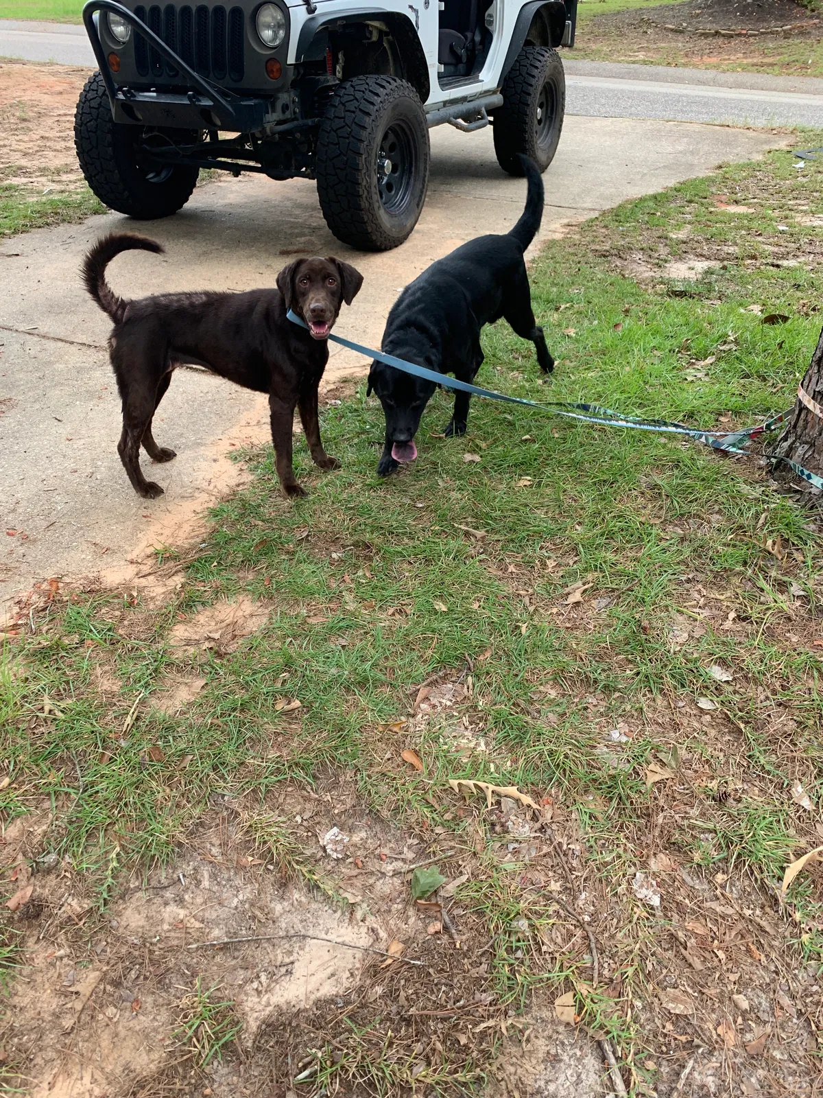 Found dog in Sumter, SC, 29154