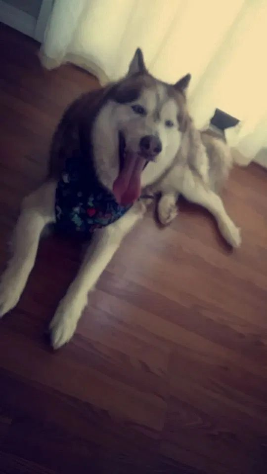 Lost dog in New Port Richey, FL, 34652