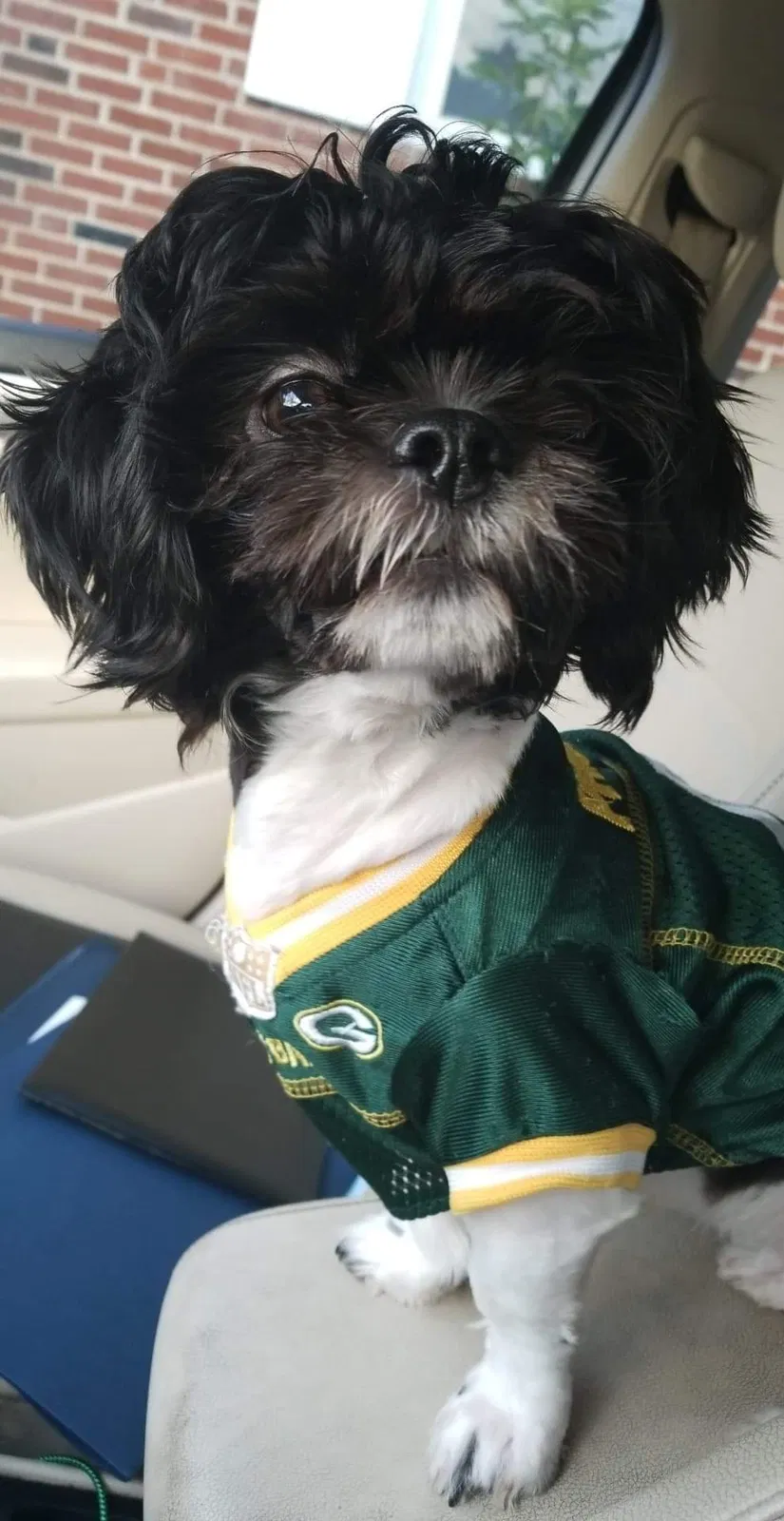 Lost dog in Lutherville Timonium, MD, 21093