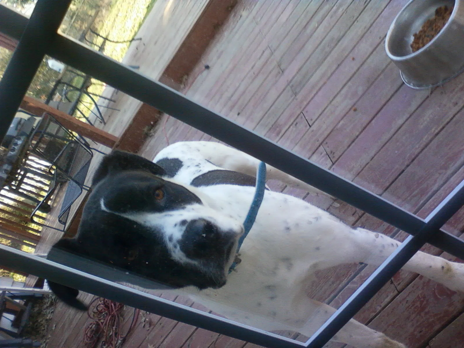 Lost dog in Little Rock, AR, 72204