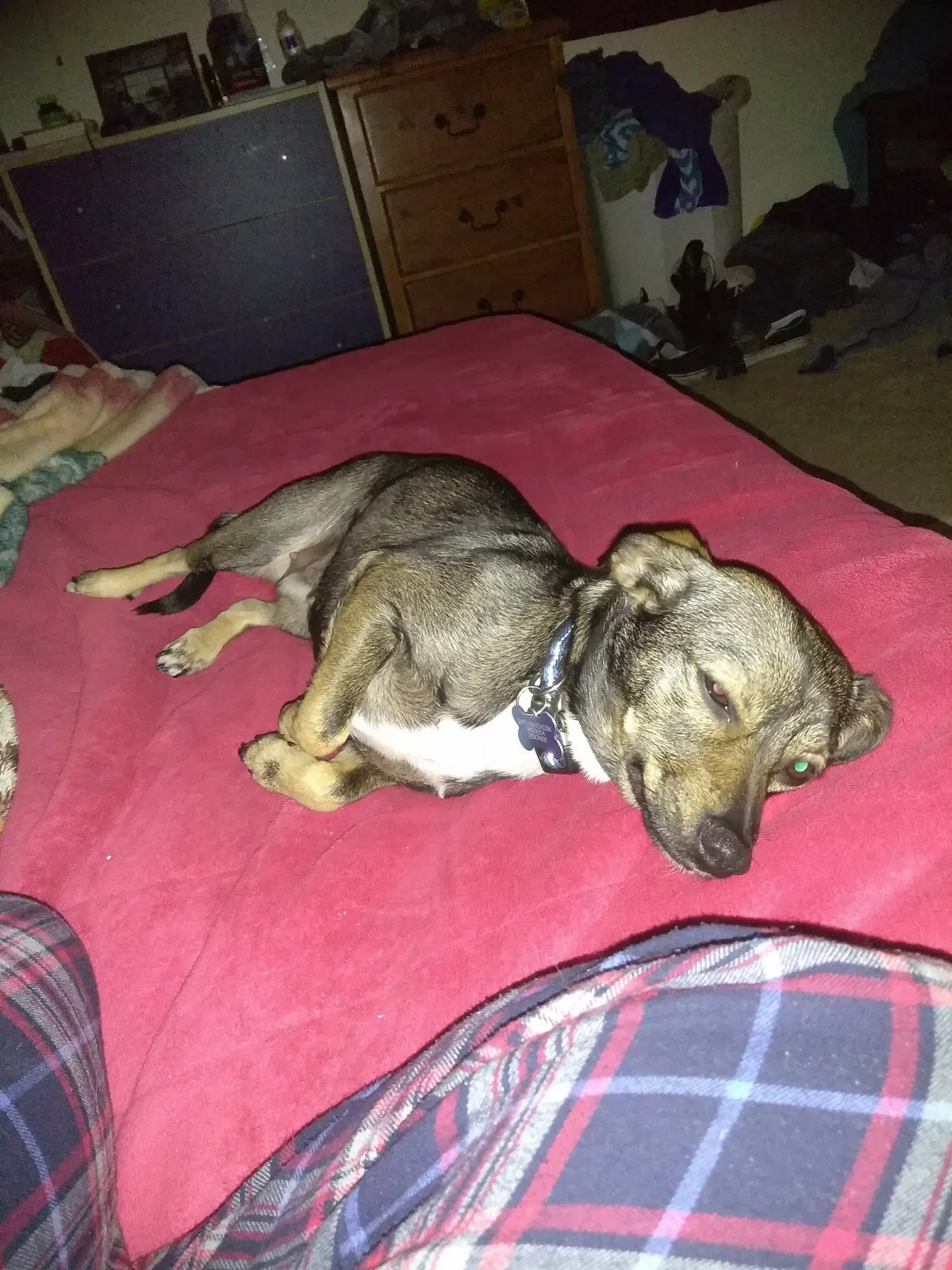 Lost dog in Delano, CA, 93215