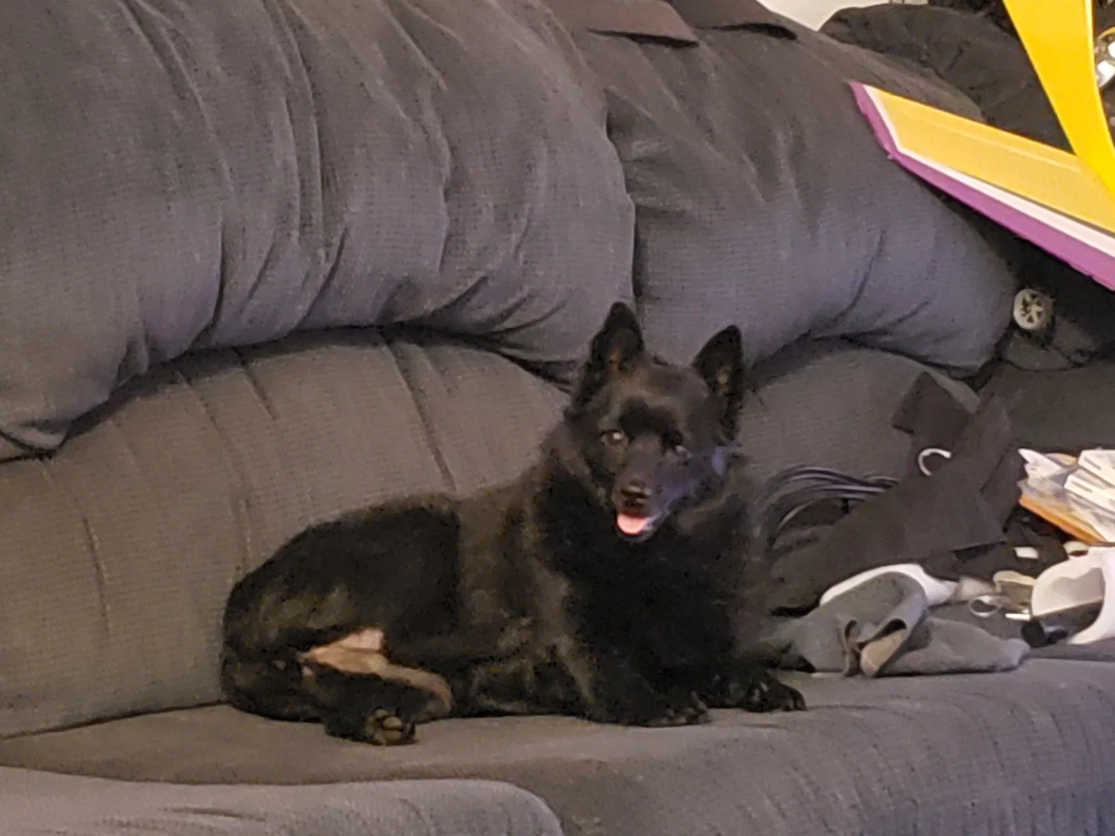 Lost dog in Portland, OR, 97222