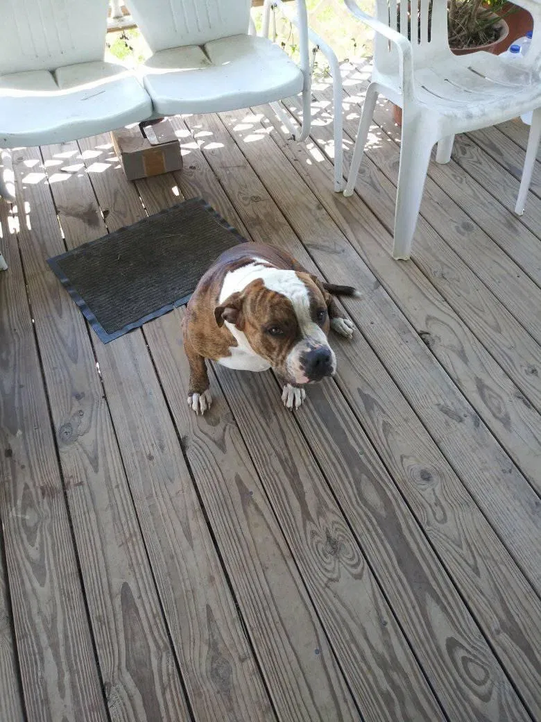 Found dog in Hugo, OK, 74743