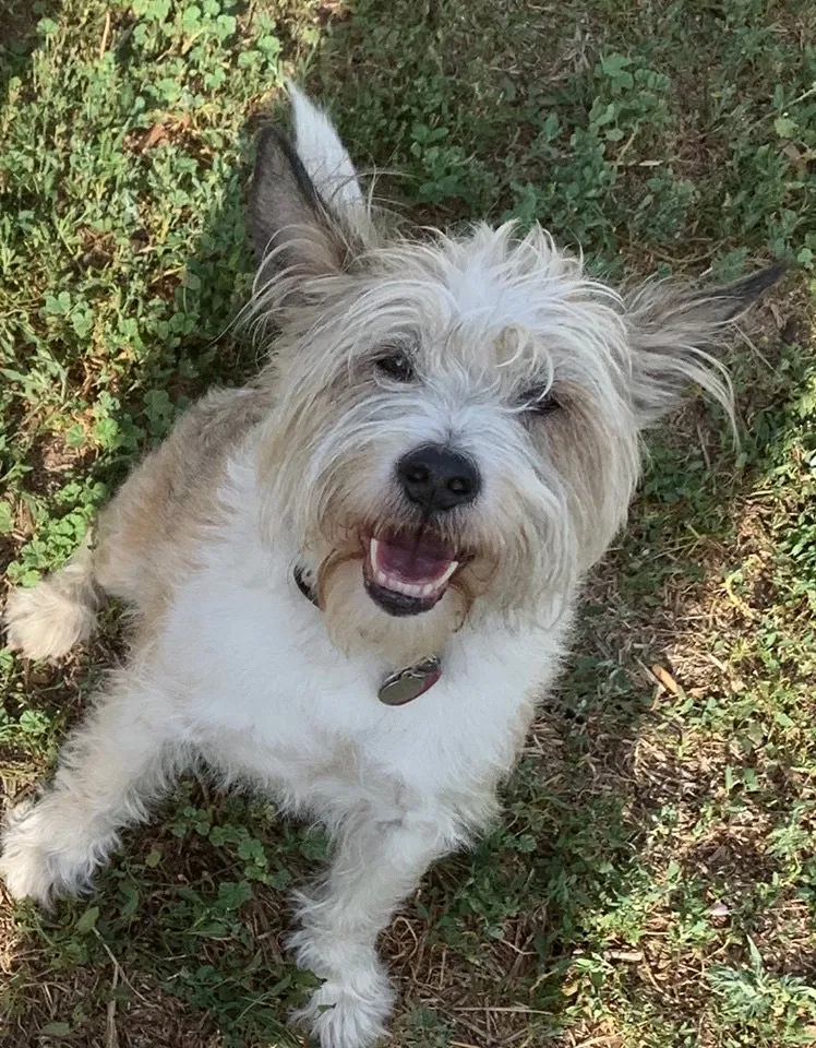 Lost dog in Denver, CO, 80204