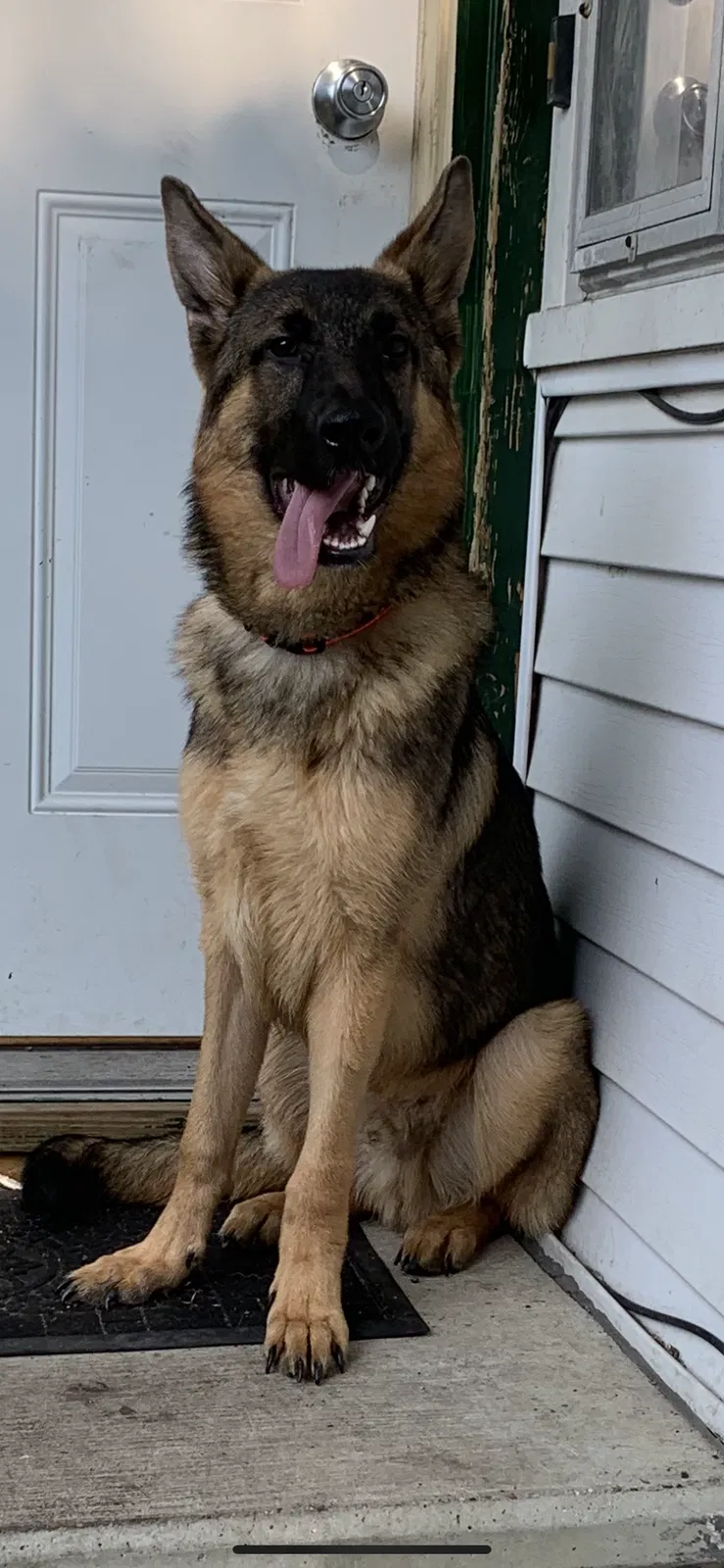 Lost dog in Grand Ledge, MI, 48837