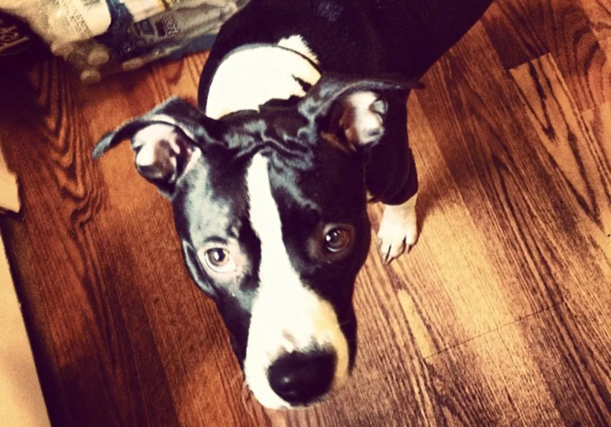 Lost dog in Gray Court, SC, 29645