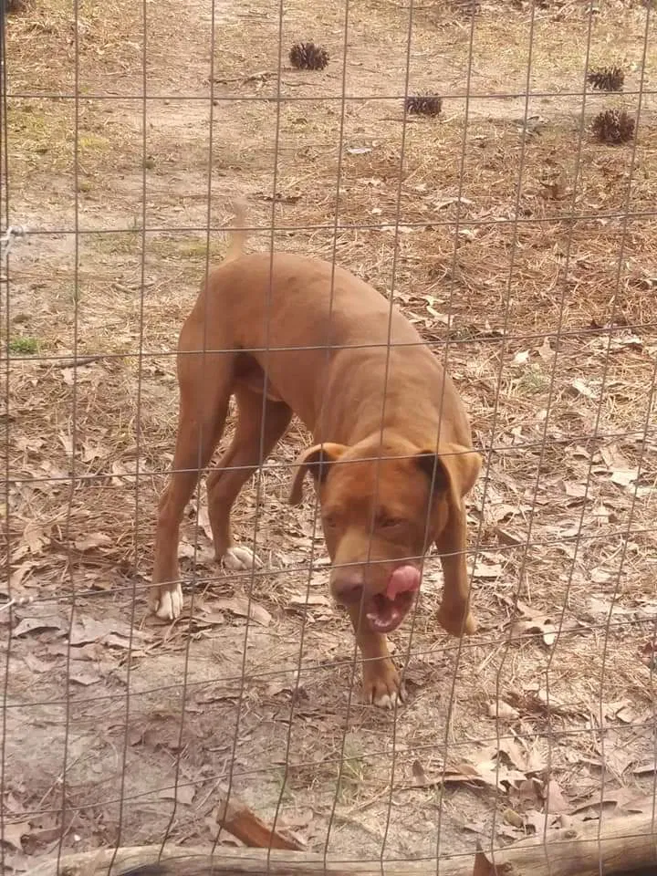Lost dog in Leesville, SC, 29070