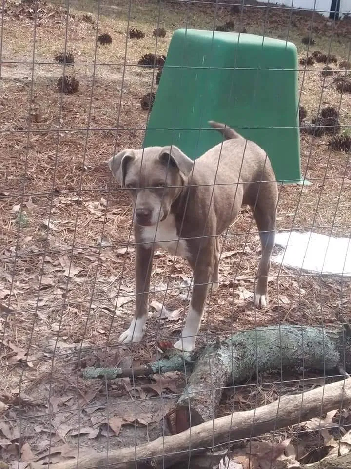Lost dog in Leesville, SC, 29070