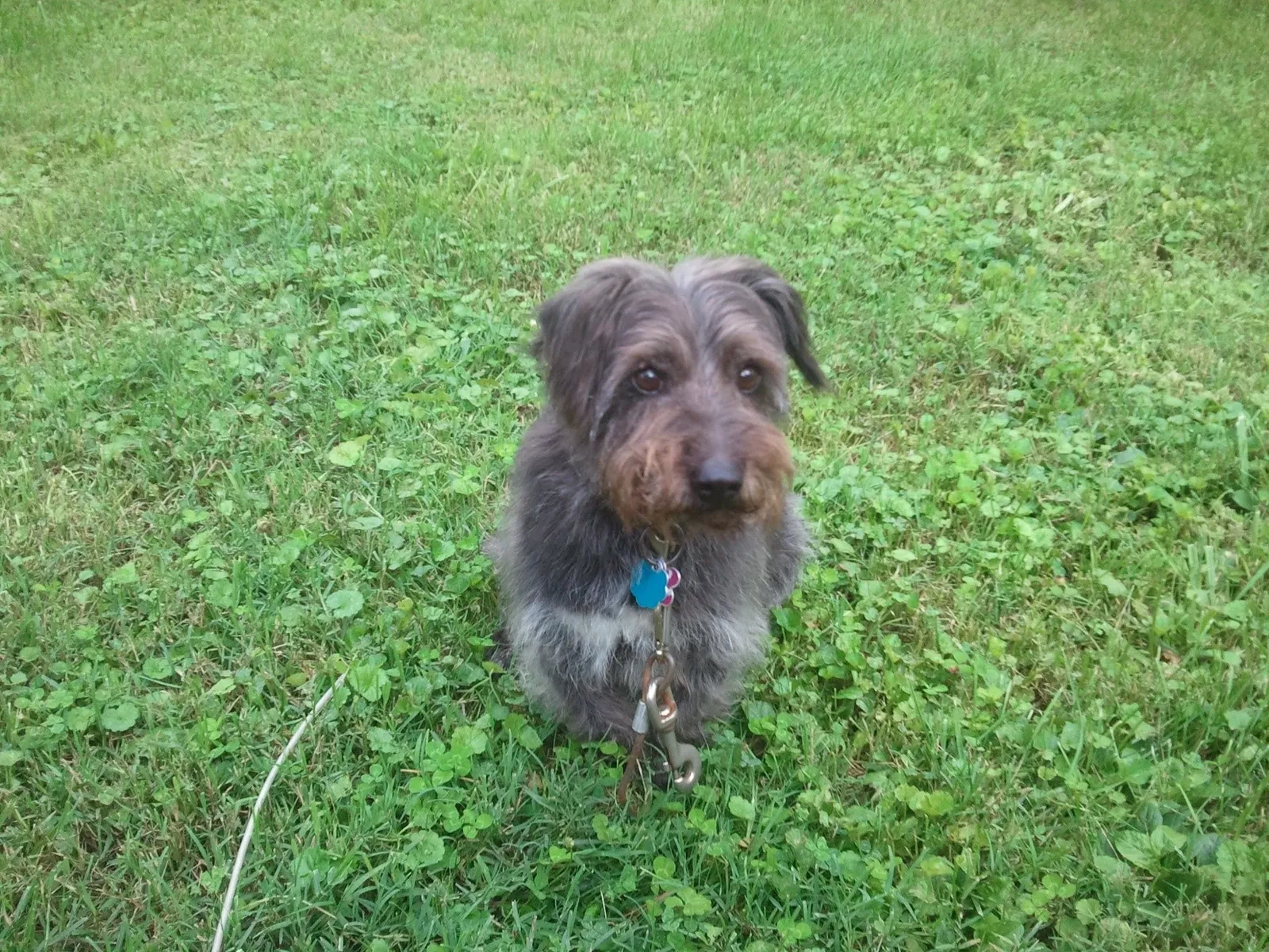 Lost dog in Charlottesville, VA, 22901