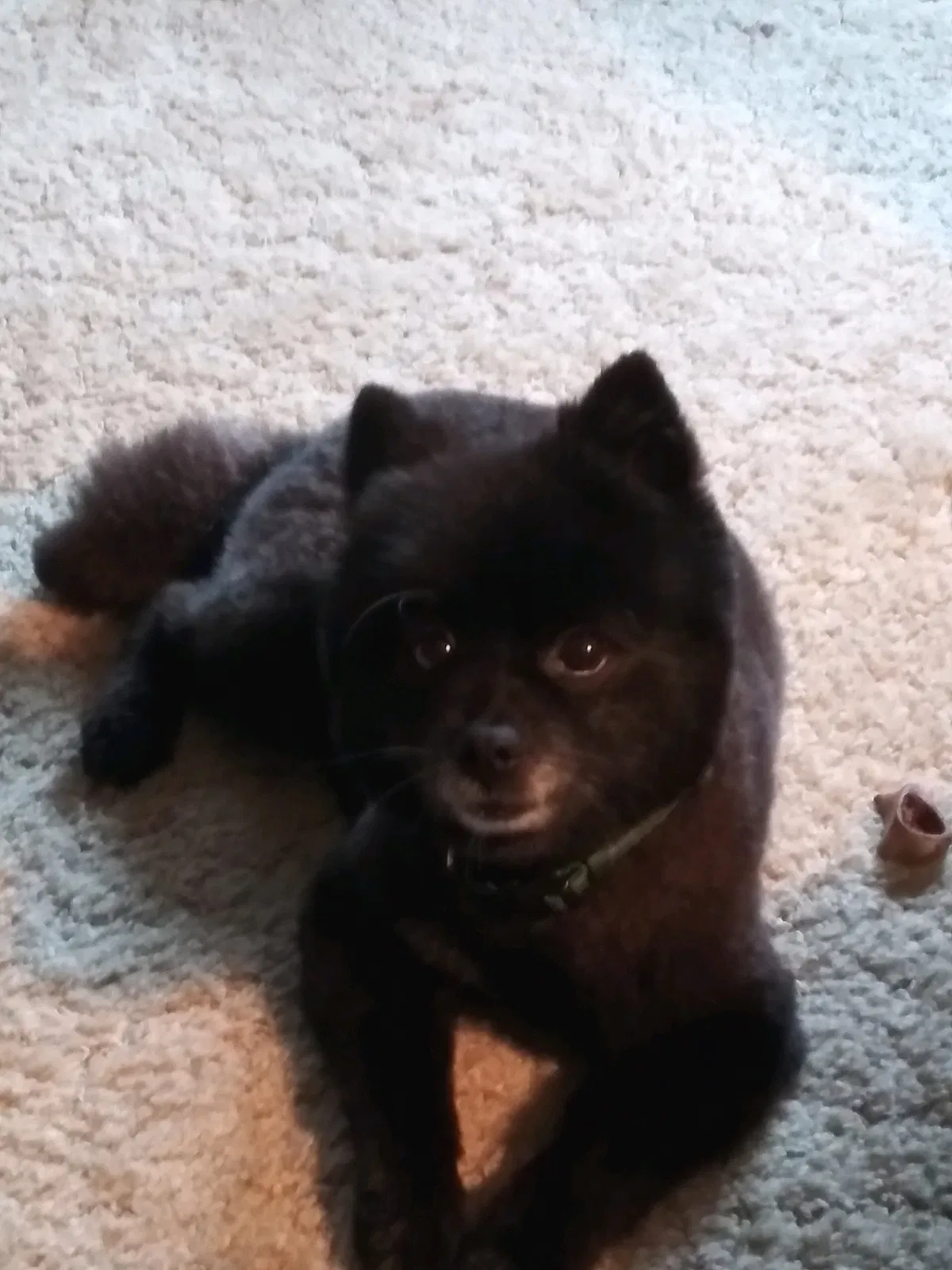 Lost dog in Detroit, MI, 48221