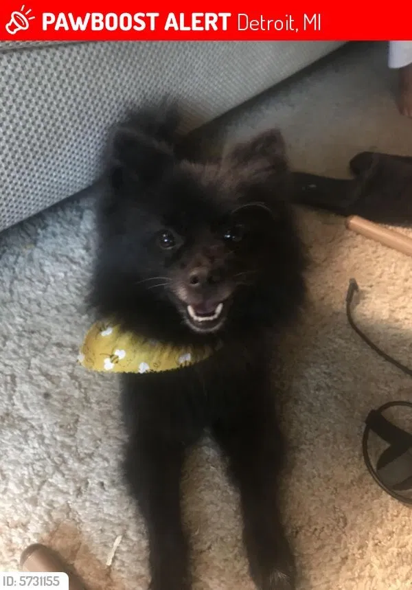Lost dog in Detroit, MI, 48221