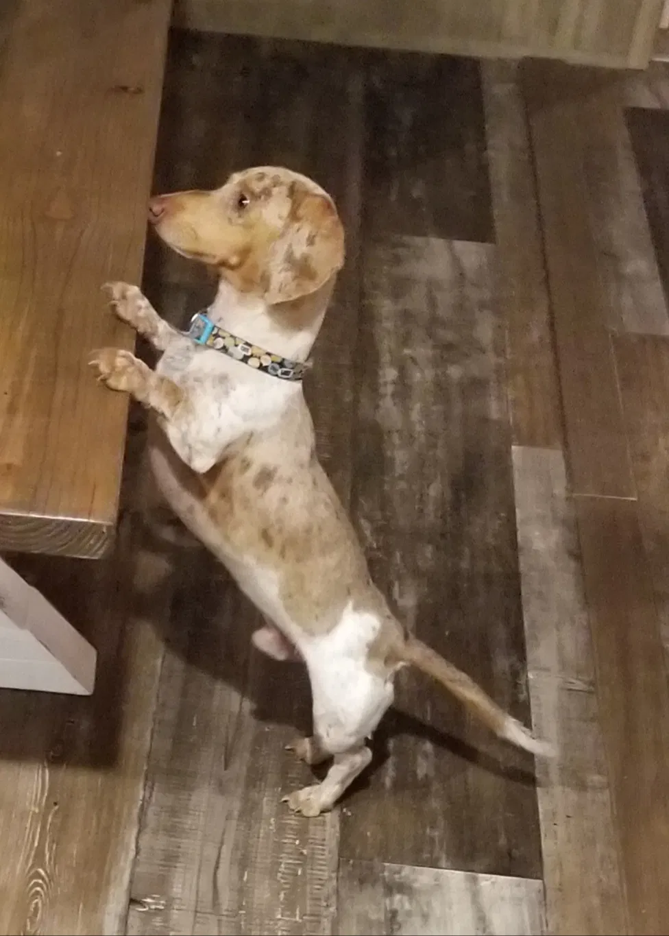 Lost dog in Dayton, TX, 77535