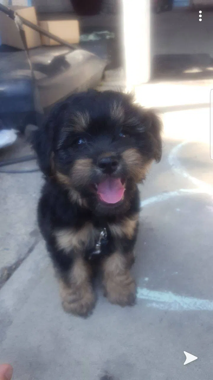 Lost dog in Yakima, WA, 98901